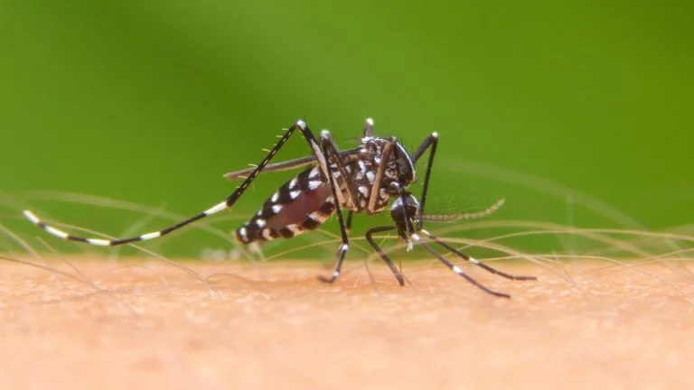Alerta por dengue en La Libertad: Minsa reporta más de 10 mil casos en lo que va de 2026